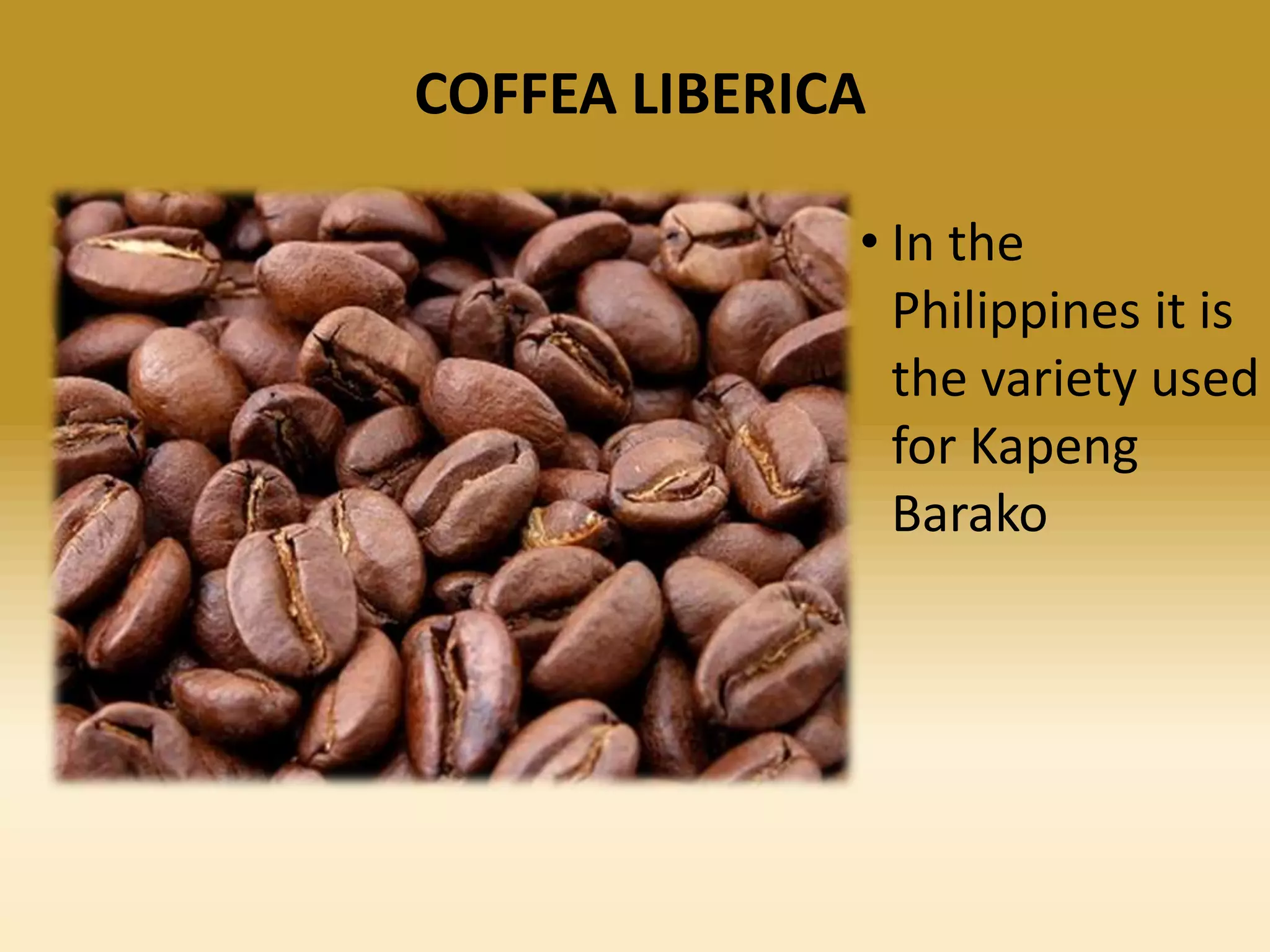 COFFEA LIBERICA
• In the
Philippines it is
the variety used
for Kapeng
Barako

 