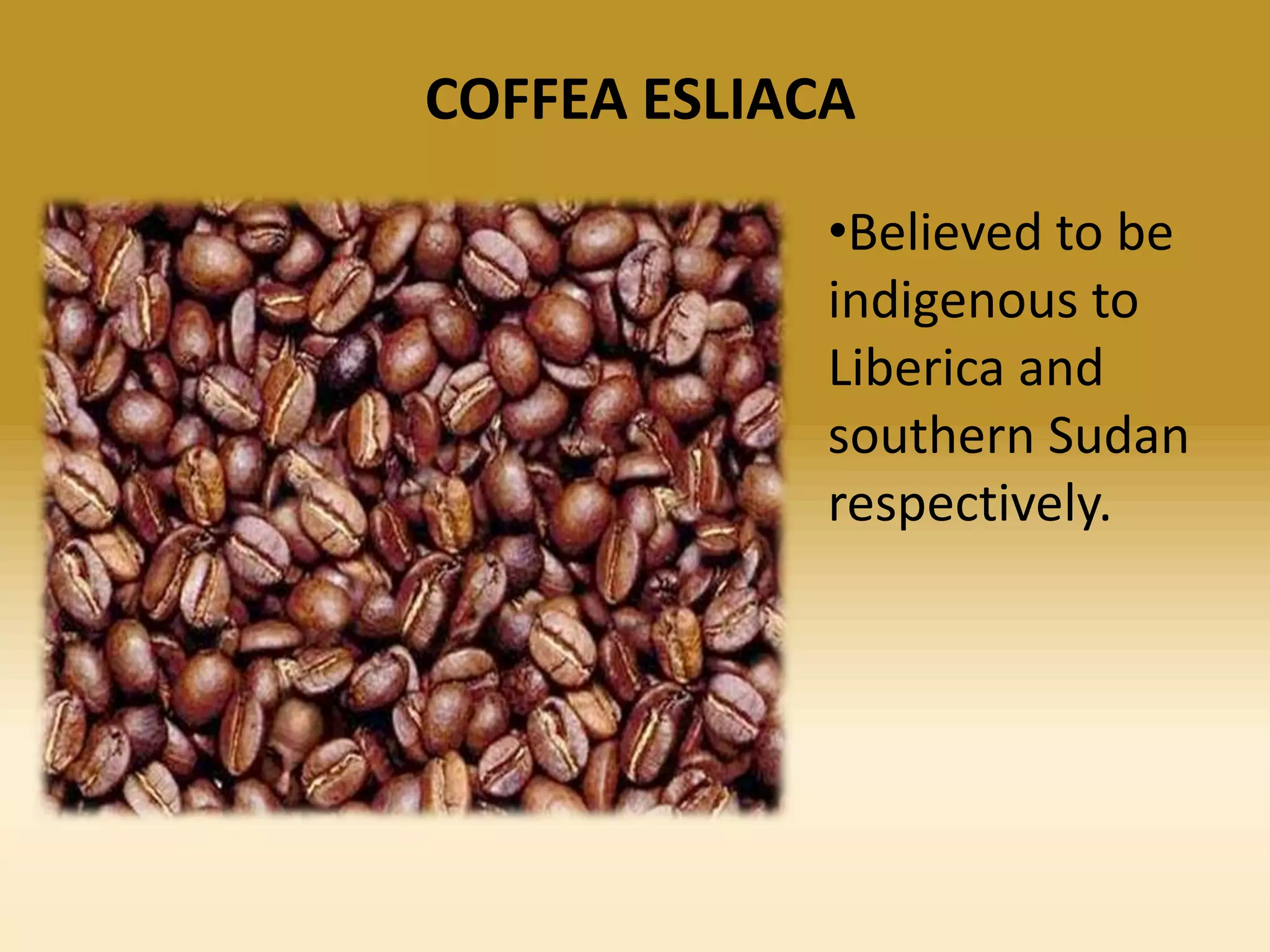 COFFEA ESLIACA
•Believed to be
indigenous to
Liberica and
southern Sudan
respectively.

 