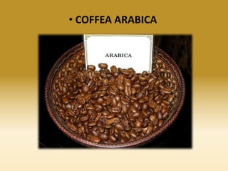 • COFFEA ARABICA

 