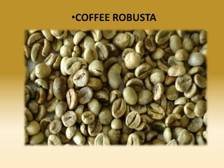 •COFFEE ROBUSTA

 