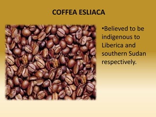 COFFEA ESLIACA
•Believed to be
indigenous to
Liberica and
southern Sudan
respectively.

 