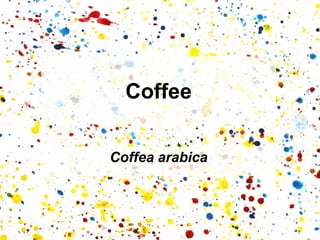 Coffea arabica 
Coffee  