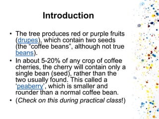 Introduction 
•The tree produces red or purple fruits (drupes), which contain two seeds (the “coffee beans”, although not true beans). 
•In about 5-20% of any crop of coffee cherries, the cherry will contain only a single bean (seed), rather than the two usually found. This called a ‘peaberry’, which is smaller and rounder than a normal coffee bean. 
•(Check on this during practical class!)  