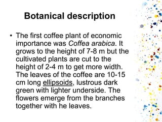 Botanical description 
•The first coffee plant of economic importance was Coffea arabica. It grows to the height of 7-8 m but the cultivated plants are cut to the height of 2-4 m to get more width. The leaves of the coffee are 10-15 cm long ellipsoids, lustrous dark green with lighter underside. The flowers emerge from the branches together with he leaves.  