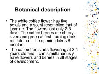 Botanical description 
•The white coffee flower has five petals and a scent resembling that of jasmine. The flowers last only 2-3 days. The coffee berries are cherry- sized and green at first, turning dark red later on. The ripening takes 8 months. 
•The coffee tree starts flowering at 2-4 years old and it can simultaneously have flowers and berries in all stages of development.  