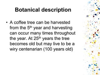 Botanical description 
•A coffee tree can be harvested from the 5th year and harvesting can occur many times throughout the year. At 25th years the tree becomes old but may live to be a wiry centenarian (100 years old)  