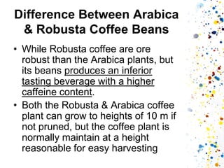Difference Between Arabica & Robusta Coffee Beans 
•While Robusta coffee are ore robust than the Arabica plants, but its beans produces an inferior tasting beverage with a higher caffeine content. 
•Both the Robusta & Arabica coffee plant can grow to heights of 10 m if not pruned, but the coffee plant is normally maintain at a height reasonable for easy harvesting  