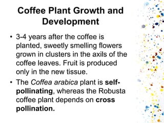 Coffee Plant Growth and Development 
•3-4 years after the coffee is planted, sweetly smelling flowers grown in clusters in the axils of the coffee leaves. Fruit is produced only in the new tissue. 
•The Coffea arabica plant is self- pollinating, whereas the Robusta coffee plant depends on cross pollination.  