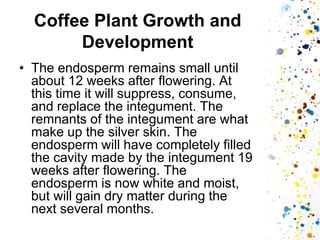 Coffee Plant Growth and Development 
•The endosperm remains small until about 12 weeks after flowering. At this time it will suppress, consume, and replace the integument. The remnants of the integument are what make up the silver skin. The endosperm will have completely filled the cavity made by the integument 19 weeks after flowering. The endosperm is now white and moist, but will gain dry matter during the next several months.  