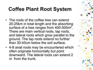 Coffee Plant Root System 
•The roots of the coffee tree can extend 20-25km in total length and the absorbing surface of a tree ranges from 400-500m2. There are main vertical roots, tap roots, and lateral roots which grow parallel to the ground. The tap roots extend no further than 30-45cm below the soil surface. 
•4-8 axial roots may be encountered which often originate horizontally but point downward. The lateral roots can extend 2 m from the trunk.  