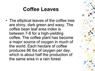 Coffee Leaves 
•The elliptical leaves of the coffee tree are shiny, dark green and waxy. The coffee bean leaf area index is between 7-8 for a high-yielding coffee. The coffee plant has become a major source of oxygen in much of the world. Each hectare of coffee produces 86 lbs of oxygen per day, which is about half the production of the same area in a rain forest  