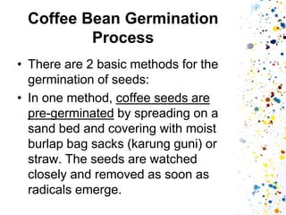 Coffee Bean Germination Process 
•There are 2 basic methods for the germination of seeds: 
•In one method, coffee seeds are pre-germinated by spreading on a sand bed and covering with moist burlap bag sacks (karung guni) or straw. The seeds are watched closely and removed as soon as radicals emerge.  