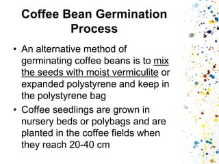 Coffee Bean Germination Process 
•An alternative method of germinating coffee beans is to mix the seeds with moist vermiculite or expanded polystyrene and keep in the polystyrene bag 
•Coffee seedlings are grown in nursery beds or polybags and are planted in the coffee fields when they reach 20-40 cm  