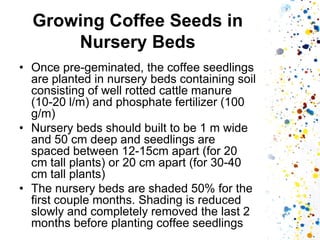 Growing Coffee Seeds in Nursery Beds 
•Once pre-geminated, the coffee seedlings are planted in nursery beds containing soil consisting of well rotted cattle manure (10-20 l/m) and phosphate fertilizer (100 g/m) 
•Nursery beds should built to be 1 m wide and 50 cm deep and seedlings are spaced between 12-15cm apart (for 20 cm tall plants) or 20 cm apart (for 30-40 cm tall plants) 
•The nursery beds are shaded 50% for the first couple months. Shading is reduced slowly and completely removed the last 2 months before planting coffee seedlings  