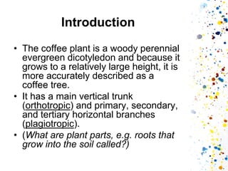 Introduction 
•The coffee plant is a woody perennial evergreen dicotyledon and because it grows to a relatively large height, it is more accurately described as a coffee tree. 
•It has a main vertical trunk (orthotropic) and primary, secondary, and tertiary horizontal branches (plagiotropic). 
•(What are plant parts, e.g. roots that grow into the soil called?)  