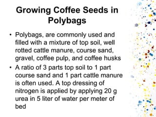 Growing Coffee Seeds in Polybags 
•Polybags, are commonly used and filled with a mixture of top soil, well rotted cattle manure, course sand, gravel, coffee pulp, and coffee husks 
•A ratio of 3 parts top soil to 1 part course sand and 1 part cattle manure is often used. A top dressing of nitrogen is applied by applying 20 g urea in 5 liter of water per meter of bed  