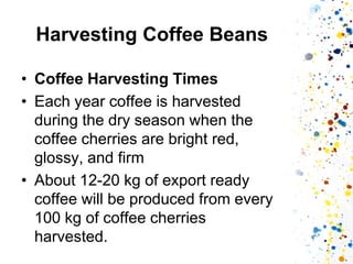 Harvesting Coffee Beans 
•Coffee Harvesting Times 
•Each year coffee is harvested during the dry season when the coffee cherries are bright red, glossy, and firm 
•About 12-20 kg of export ready coffee will be produced from every 100 kg of coffee cherries harvested.  