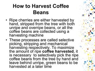 How to Harvest Coffee Beans 
•Ripe cherries are either harvested by hand, stripped from the tree with both unripe and overripe beans, or all the coffee beans are collected using a harvesting machine 
•These processes are called selective picking, stripping and mechanical harvesting respectively. To maximize the amount of ripe coffee harvested, it is necessary to selectively pick the ripe coffee beans from the tree by hand and leave behind unripe, green beans to be harvested at a later time 