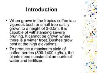 Introduction 
•When grown in the tropics coffee is a vigorous bush or small tree easily grown to a height of 3-3.5m. It is capable of withstanding severe pruning. It cannot be grown where there is a winter frost. Bushes grow best at the high elevations. 
•To produce a maximum yield of coffee berries (800-1400 kg/ha), the plants need substantial amounts of water and fertilizer.  