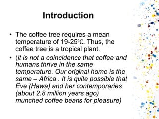 Introduction 
•The coffee tree requires a mean temperature of 19-25℃. Thus, the coffee tree is a tropical plant. 
•(it is not a coincidence that coffee and humans thrive in the same temperature. Our original home is the same – Africa . It is quite possible that Eve (Hawa) and her contemporaries (about 2.8 million years ago) munched coffee beans for pleasure)  