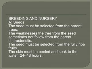 BREEDING AND NURSERY 
A) Seeds 
The seed must be selected from the parent 
trees. 
The weaknesses the tree from the seed 
sometimes not follow from the parent 
characteristic. 
The seed must be selected from the fully ripe 
fruits. 
The skin must be peeled and soak to the 
water 24- 48 hours. 
 