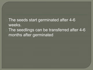 The seeds start germinated after 4-6 
weeks. 
The seedlings can be transferred after 4-6 
months after germinated 
 