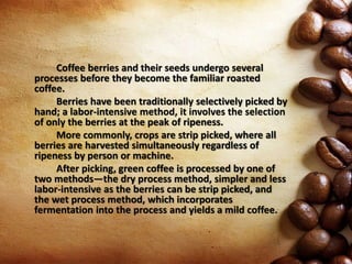 Coffee berries and their seeds undergo several
processes before they become the familiar roasted
coffee.
Berries have been traditionally selectively picked by
hand; a labor-intensive method, it involves the selection
of only the berries at the peak of ripeness.
More commonly, crops are strip picked, where all
berries are harvested simultaneously regardless of
ripeness by person or machine.
After picking, green coffee is processed by one of
two methods—the dry process method, simpler and less
labor-intensive as the berries can be strip picked, and
the wet process method, which incorporates
fermentation into the process and yields a mild coffee.
 