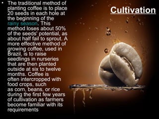 Coffee Project | PPT