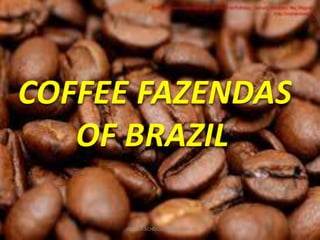COFFEE FAZENDAS
OF BRAZIL
1LOYOLA SCHOOL, JAMSHEDPUR
 