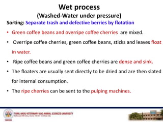 Coffee& Coffee processing | PPTX