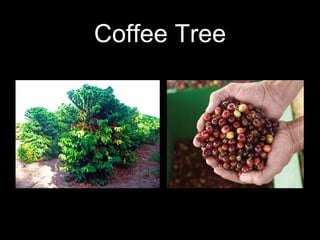 Coffee Tree
 