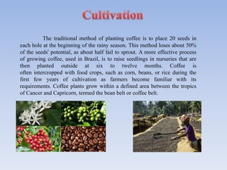 The traditional method of planting coffee is to place 20 seeds in
each hole at the beginning of the rainy season. This method loses about 50%
of the seeds' potential, as about half fail to sprout. A more effective process
of growing coffee, used in Brazil, is to raise seedlings in nurseries that are
then planted outside at six to twelve months. Coffee is
often intercropped with food crops, such as corn, beans, or rice during the
first few years of cultivation as farmers become familiar with its
requirements. Coffee plants grow within a defined area between the tropics
of Cancer and Capricorn, termed the bean belt or coffee belt.
 
