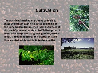 Coffee | PPTX