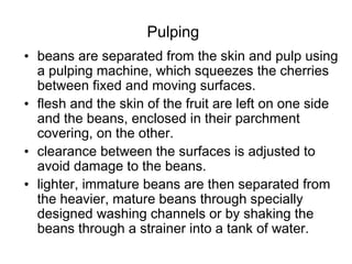 Pulping
• beans are separated from the skin and pulp using
a pulping machine, which squeezes the cherries
between fixed and moving surfaces.
• flesh and the skin of the fruit are left on one side
and the beans, enclosed in their parchment
covering, on the other.
• clearance between the surfaces is adjusted to
avoid damage to the beans.
• lighter, immature beans are then separated from
the heavier, mature beans through specially
designed washing channels or by shaking the
beans through a strainer into a tank of water.
 