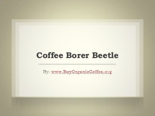 Coffee Borer Beetle

 