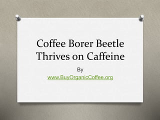 Coffee Borer Beetle
Thrives on Caffeine
By
www.BuyOrganicCoffee.org
 