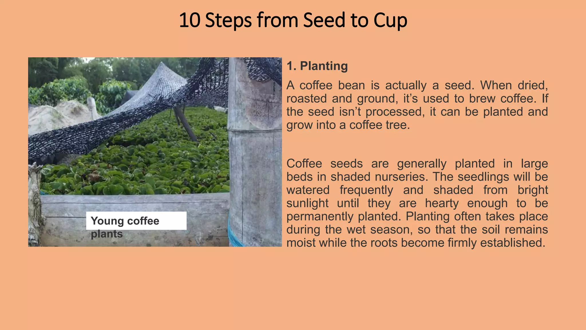 Coffee- The Beautiful Journey from Seed to Cup.pptx