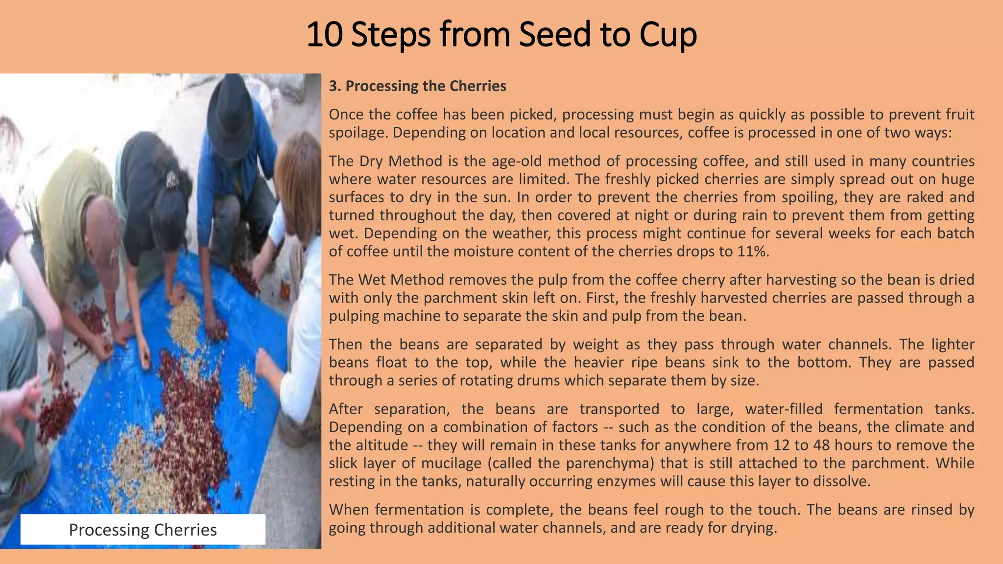 Coffee- The Beautiful Journey from Seed to Cup.pptx