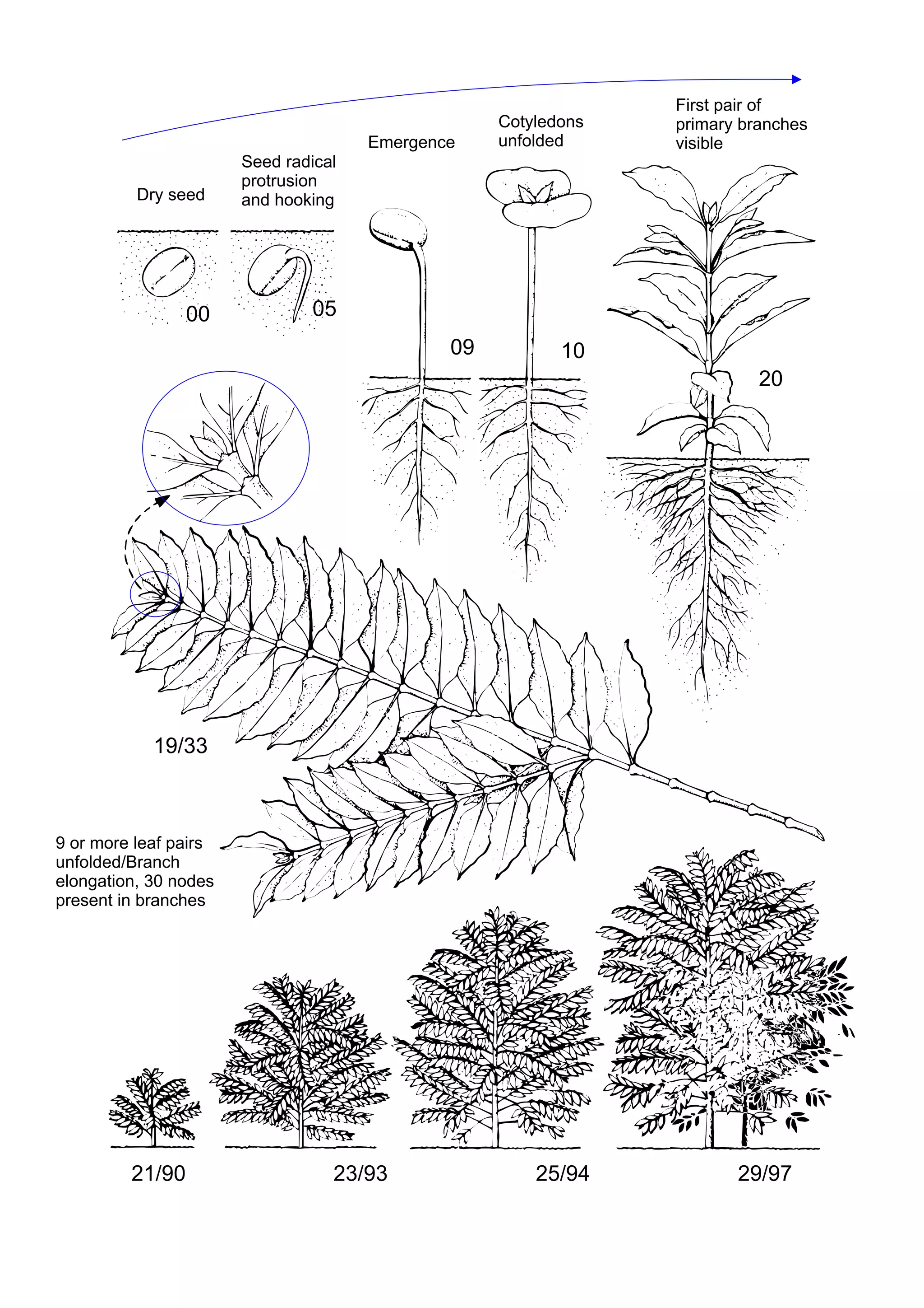00 05
09 10
20
19/33
21/90 23/93 25/94 29/97
DryCseed
SeedCradical
protrusion
andChooking
Emergence
Cotyledons
unfolded
FirstCpairCofC
primaryCbranchesC
visible
9CorCmoreCleafCpairs
unfolded/Branch
elongation,C30Cnodes
presentCinCbranches
 