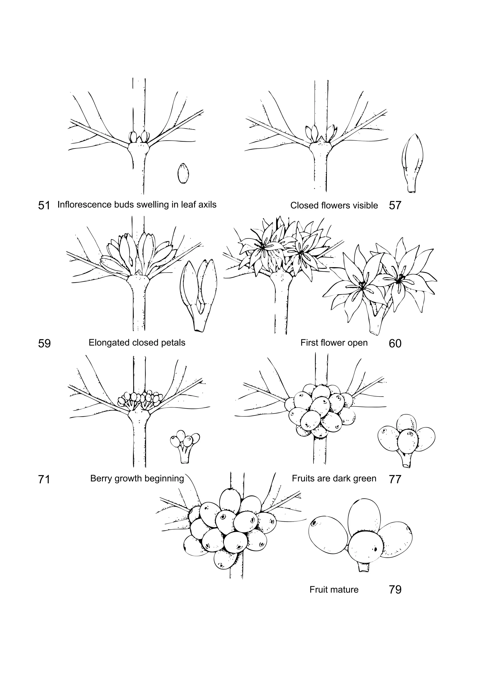 51
59
71
79
77
60
57Inflorescenceybudsyswellingyinyleafyaxils Closedyflowersyvisible
Elongatedyclosedypetals Firstyfloweryopen
Berryygrowthybeginning Fruitsyareydarkygreen
Fruitymature
 