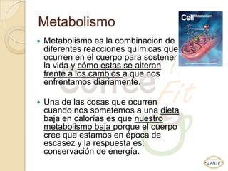Metabolismo
   Metabolismo es la combinacion de
    diferentes reacciones químicas que
    ocurren en el cuerpo para sostener
    la vida y cómo estas se alteran
    frente a los cambios a que nos
    enfrentamos diariamente.

   Una de las cosas que ocurren
    cuando nos sometemos a una dieta
    baja en calorías es que nuestro
    metabolismo baja porque el cuerpo
    cree que estamos en época de
    escasez y la respuesta es:
    conservación de energía.
 