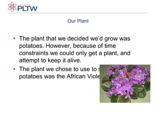 Our PlantThe plant that we decided we’d grow was potatoes. However, because of time constraints we could only get a plant, and attempt to keep it alive.The plant we chose to use to substitute in for potatoes was the African Violets.