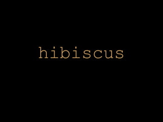 hibiscus 