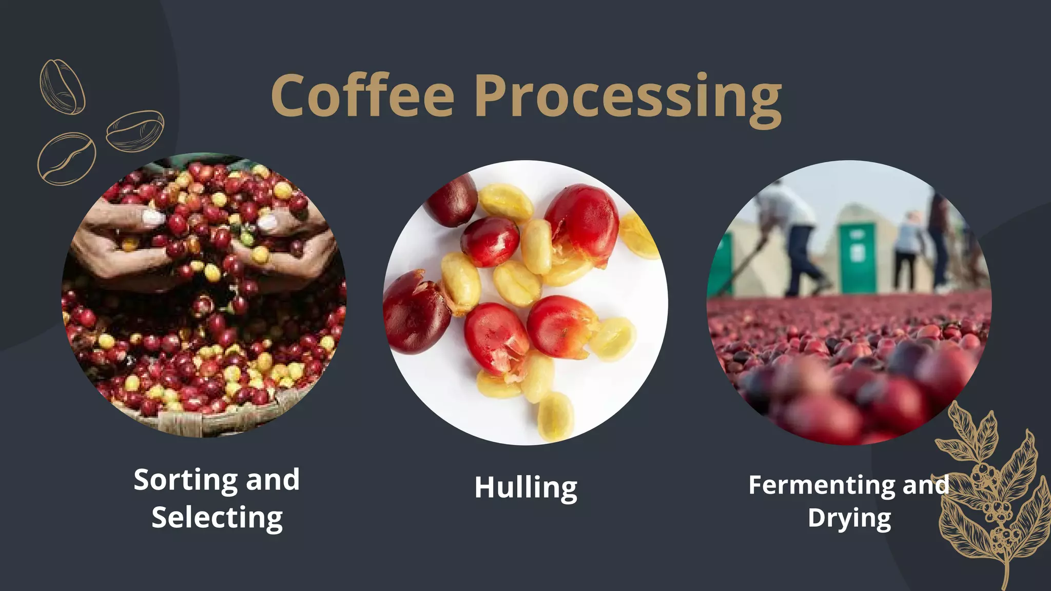 Coffee Processing
Sorting and
Selecting
Hulling Fermenting and
Drying