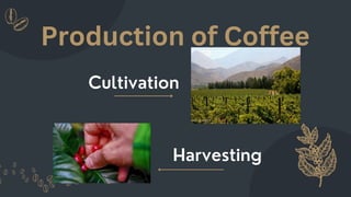Cultivation
Harvesting
Production of Coffee
 