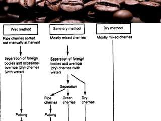 Coffee Processing Technology | PPTX