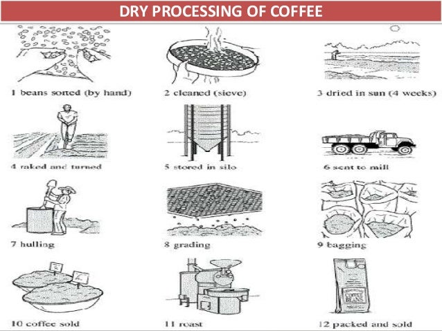 for diagram fermentation Technology Coffee Processing