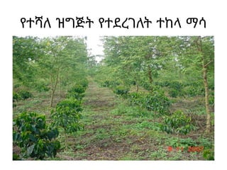የተሻለ ዝግጅት የተደረገለት ተከላ ማሳ
 