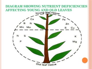 DIAGRAM SHOWING NUTRIENT DEFICIENCIES
AFFECTING YOUNG AND OLD LEAVES
 