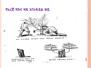 የአረጀ የቡና ዛፍ አጎነዳደል ዘዴ
 